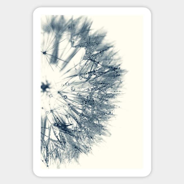 Cyan Dandelion Sticker by ALICIABOCK